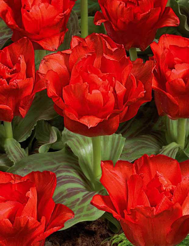 10 Tulipes Chaperon Rouge Double - Bulbes à fleurs - Tulipa greigii Chaperon Rouge double