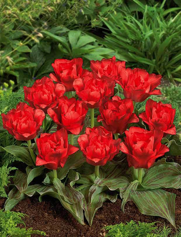 10 Tulipes Chaperon Rouge Double - jardins - Tulipa greigii Chaperon Rouge double