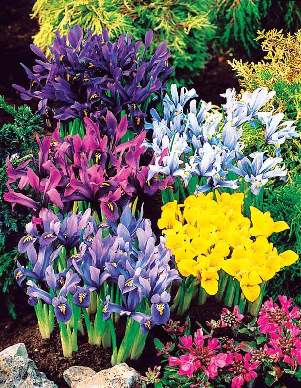 100 Iris miniatures en mélange - Bulbes à fleurs - Iris reticulata