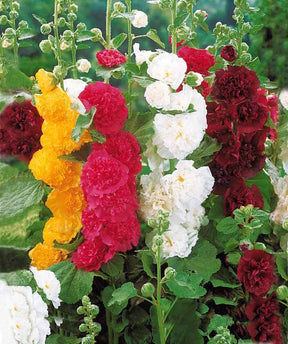 10 Roses trémières doubles en mélange - Fleurs vivaces - Alcea rosea Charter s hybrid 