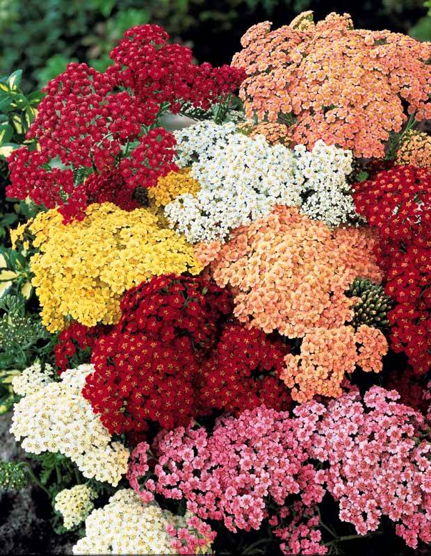 Collection Massif 7 plantes fleuries - Un espace à aménager - Gaillarde,Echinacea,Heliopsis,achillea,eryngium,oe