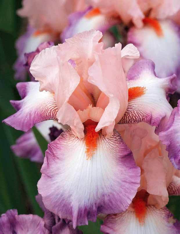 3 Iris de jardin Poésie - jardins - Iris germanica Poésie