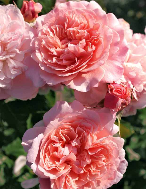 Collection 2 rosiers grimpants (Hella, Rose de Tolbiac) - jardins - Rosa Rose de Tolbiac , Hella 