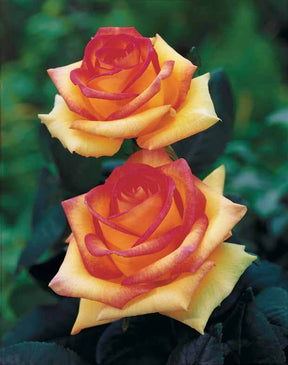 Collection 4 rosiers buissons d'exception - Rosa 'jean piat', 'broceliande', 'rebecca', 'augus - Plantes