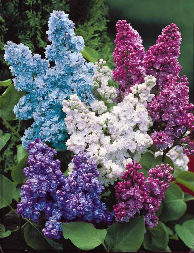 Collection de 4 lilas doubles (1 bleu +1 rouge + 1 lilas + 1 blanc) - Arbustes - Syringa vulgaris