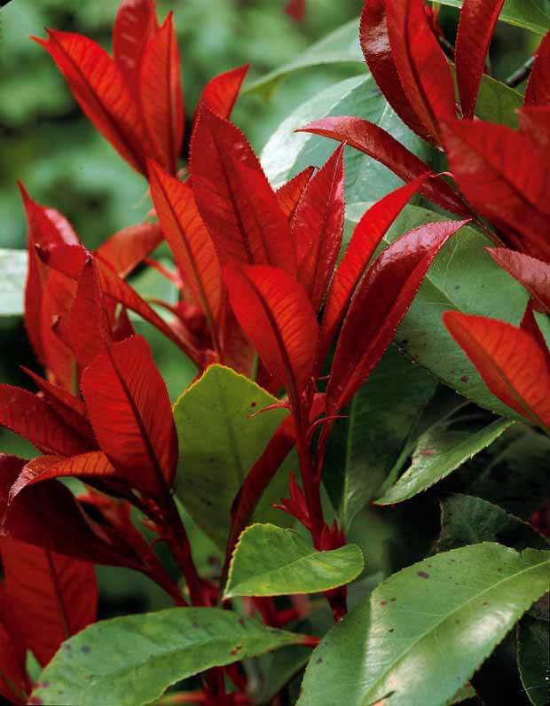 15 Photinias Red Robin - Haie de 12,5 m linéaire - Plantes - Photinia fraseri Red Robin