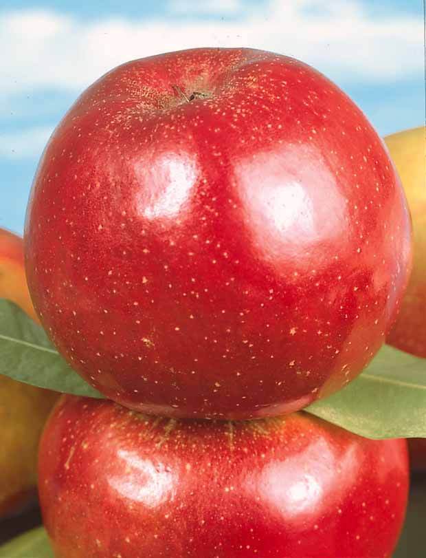 Pommier Belle de Boskoop rouge en palmette - Fruitiers : Arbres et arbustes - Malus domestica Boskoop rouge