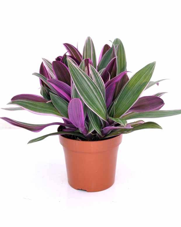 Tradescantia Purple Flame - jardins - Tradescantia Purple Flame