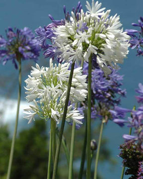 Collection 5 agapanthes (3 bleues. 2 blanches) - Plantes aux floraisons prolongées - Agapanthus umbellatus, Polar Ice