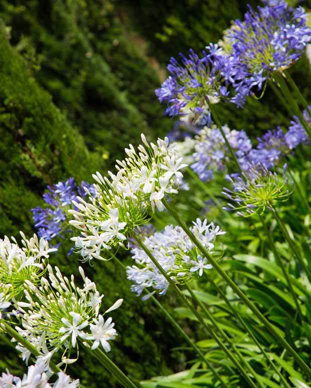 Collection 5 agapanthes (3 bleues. 2 blanches) - Agapanthes - Agapanthus umbellatus, Polar Ice