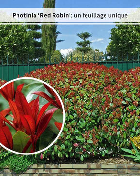 15 Photinias Red Robin - Haie de 12,5 m linéaire - Arbustes - Photinia fraseri Red Robin