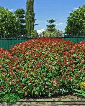 15 Photinias Red Robin - Haie de 12,5 m linéaire - jardins - Photinia fraseri Red Robin