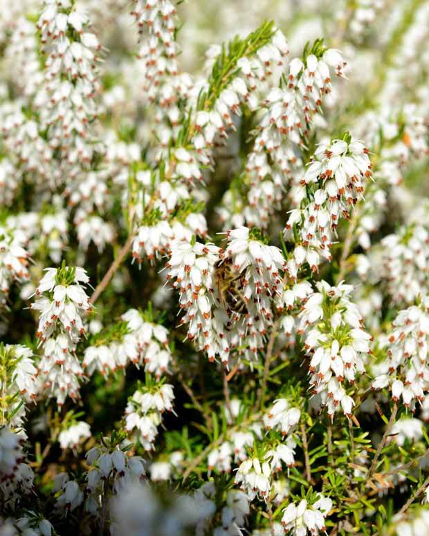 Bruyère Carnée Blanche - jardins - Erica carnea