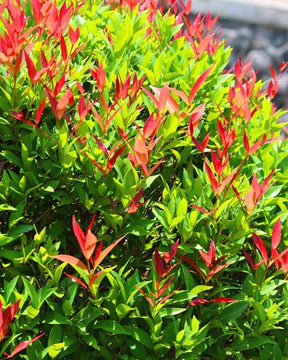 6 Photinias Red Robin - Haie de 5 m linéaire - Plantes - Photinia fraseri Red Robin