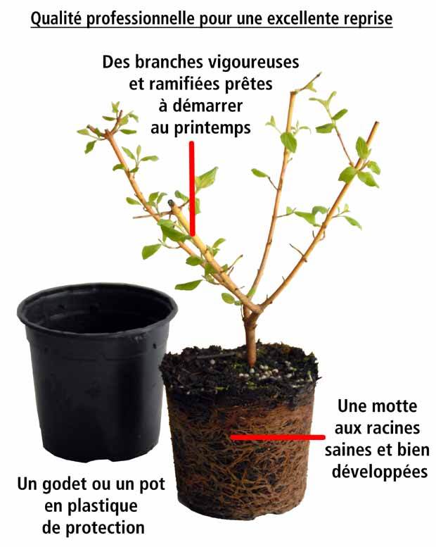 Gaultheria rouge - Plantes - Gaultheria mucronata