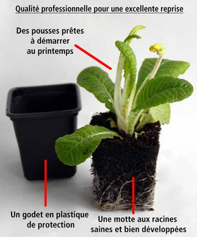 3 Primevères frangées Suzette en mélange - Plantes - Primula Suzette