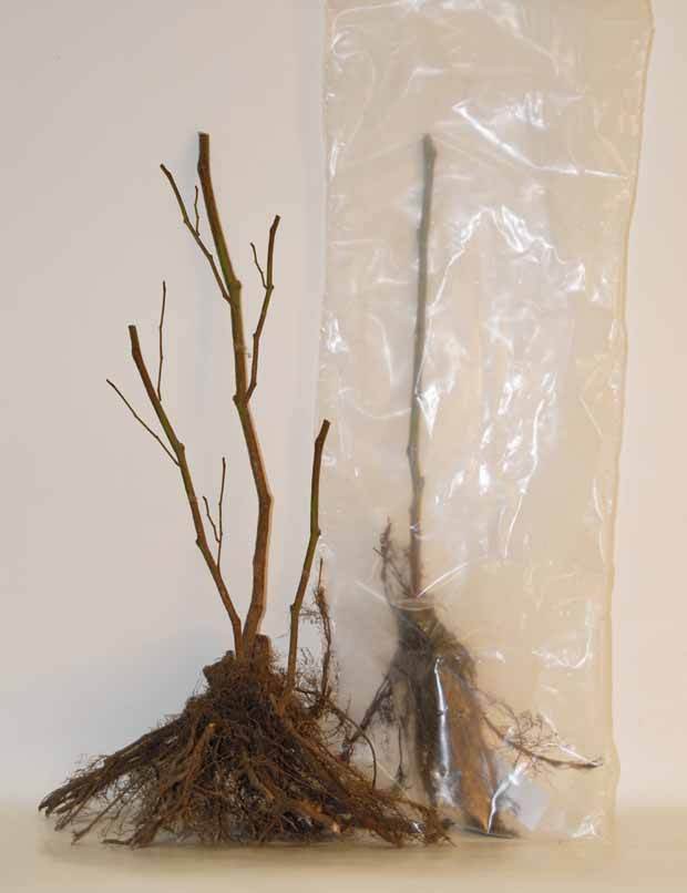 Collection de cassissiers et groseilliers - Une ambiance clé en main - Ribes rubrum Rovada, Ribes nigrum Neva Chereshneva